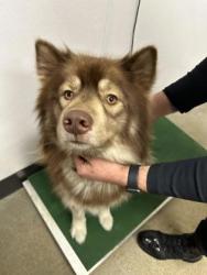Shelter Stray Male Dog last seen Near Harvard, 4th District, OH, 9203 Detroit Ave, Cleveland, OH 44102, USA
