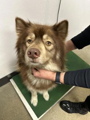 Shelter Stray Male Dog last seen Near Harvard, 4th District, OH, 9203 Detroit Ave, Cleveland, OH 44102, USA