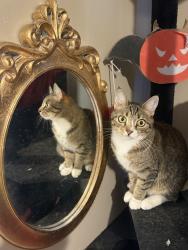 Lost Female Cat last seen Alcott and Colorado, Denver, CO 80219