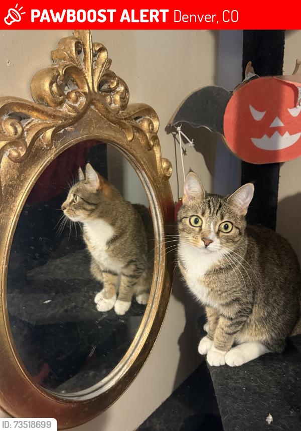 Lost Female Cat last seen Alcott and Colorado, Denver, CO 80219