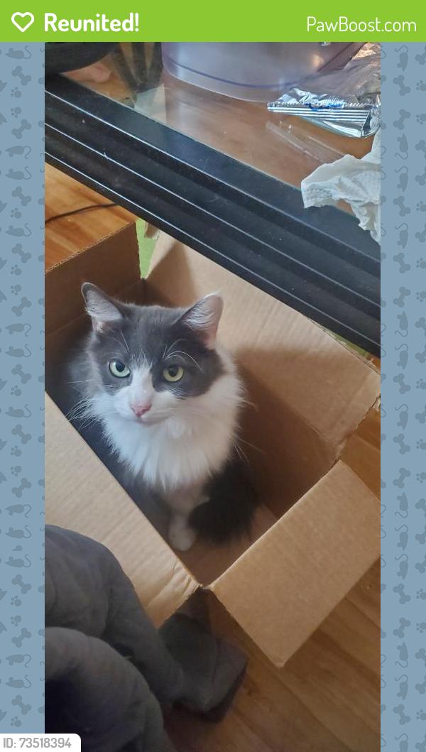 Reunited Female Cat last seen Near Englewood Dr, Lemon Grove, CA 91945, USA, Lemon Grove, CA 91945