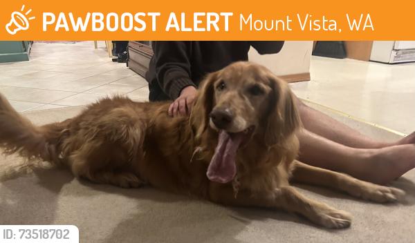 Found/Stray Female Dog last seen Mt Vista WSU Vancouver, Mount Vista, WA 98686