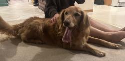Found/Stray Female Dog last seen Mt Vista WSU Vancouver, Mount Vista, WA 98686