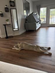 Reunited Female Dog last seen Conjunto residencial Revere at Mooresville, Mooresville, NC 28117