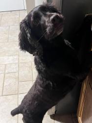 Lost Female Dog last seen Hwy 77, Hartwell, GA 30643