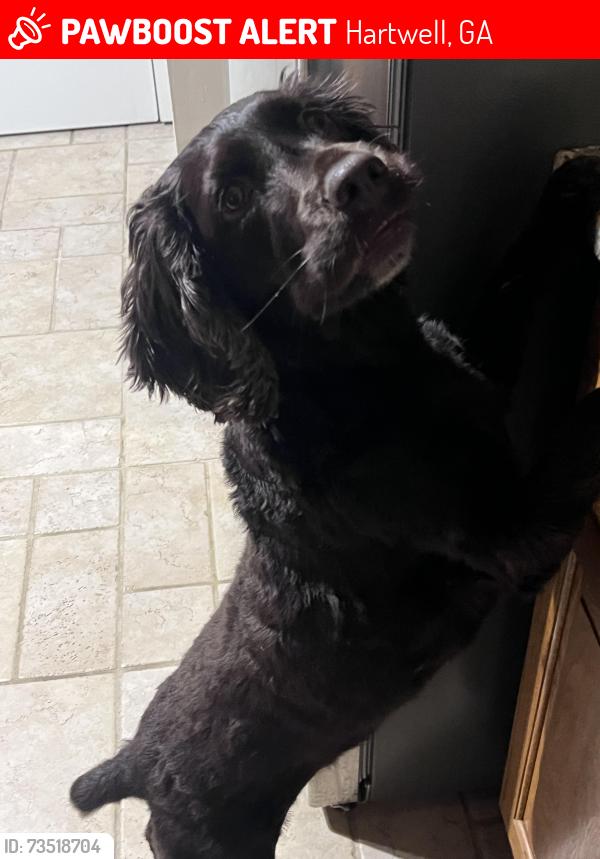 Lost Female Dog last seen Hwy 77, Hartwell, GA 30643