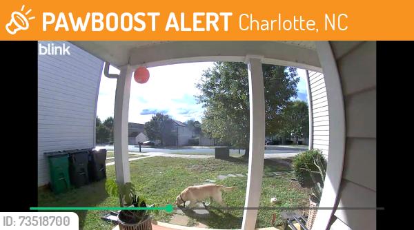 Found/Stray Male Dog last seen Sharpes Cir, Charlotte, NC 28214