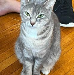 Lost Female Cat last seen Corner of main st n 5th Ave. Hendersomville nc, Hendersonville, NC 28792