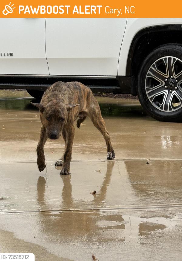 Found/Stray Male Dog last seen Montvale Ridge Drive, Cary, NC 27519