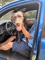 Found/Stray Male Dog last seen Smith St and Hanley St., Jersey Village, TX 77040