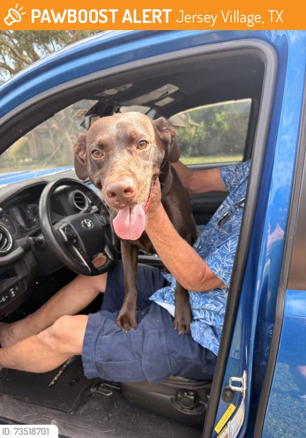 Found/Stray Male Dog last seen Smith St and Hanley St., Jersey Village, TX 77040