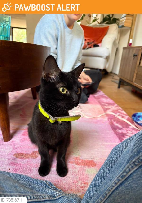 Found/Stray Unknown Cat last seen Nursery Road, Greater London, England 