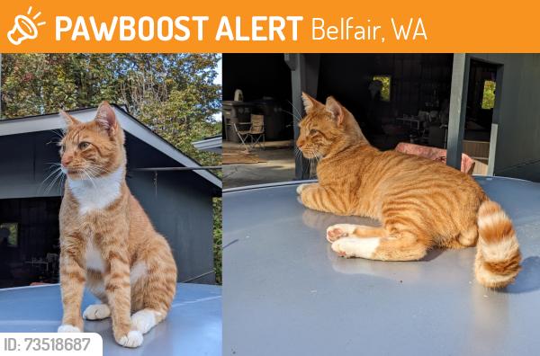 Found/Stray Male Cat last seen near Glacier Storage in Belfair, Belfair, WA 98528