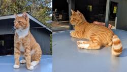 Found/Stray Male Cat last seen near Glacier Storage in Belfair, Belfair, WA 98528