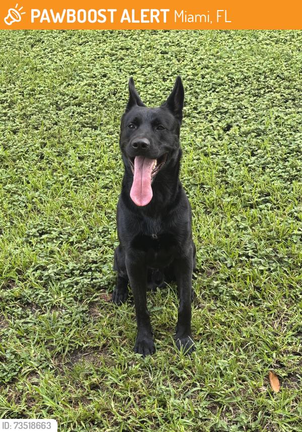 Found/Stray Male Dog last seen Near NW 79th Street Miami Fl, Miami, FL 33147