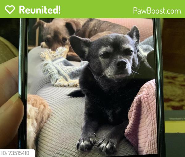 Reunited Male Dog last seen Stone Valley Drive, Stone Valley Ranch, South of Waterloo and Midwest, Edmond, OK 73034