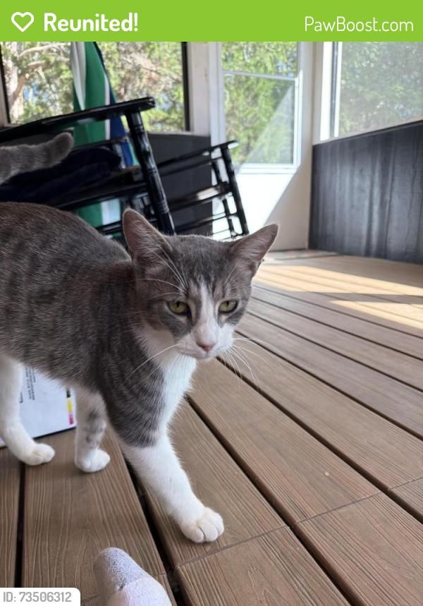 Reunited Male Cat last seen Off HWY 96 and MCNEIL DR, Rutherford County, TN 37153