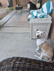 Lost Male Dog last seen Sunset gibson, Henderson, NV 89011