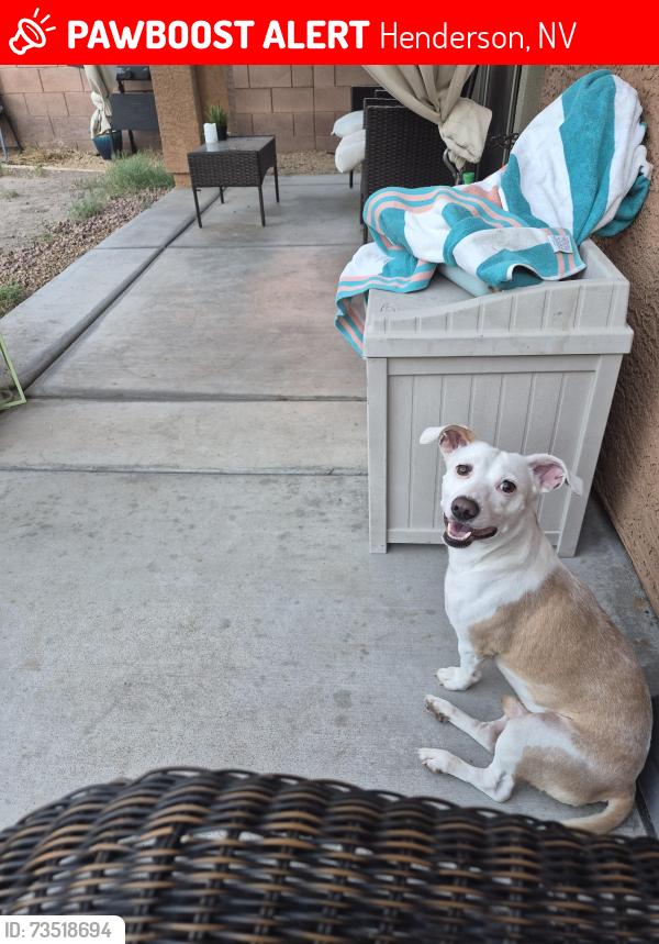 Lost Male Dog last seen Sunset gibson, Henderson, NV 89011