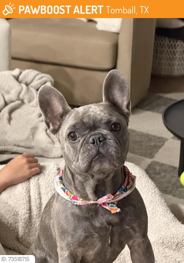 Found/Stray Female Dog last seen Hamlin Lakes Creekside Park, Tomball, TX 77375