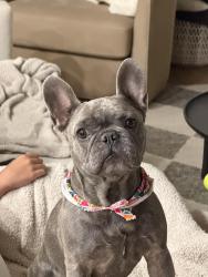 Found/Stray Female Dog last seen Hamlin Lakes Creekside Park, Tomball, TX 77375