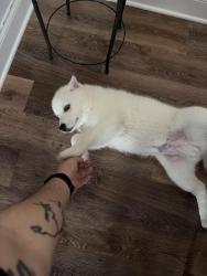 Reunited Male Dog last seen Conjunto residencial Revere at Mooresville, Mooresville, NC 28117