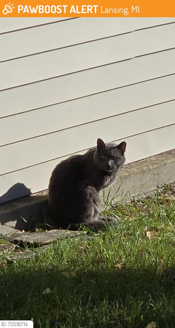 Found/Stray Unknown Cat last seen Skymint on Saginaw, Lansing, MI 48912
