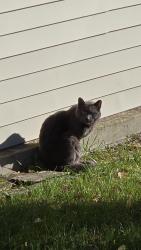 Found/Stray Unknown Cat last seen Skymint on Saginaw, Lansing, MI 48912