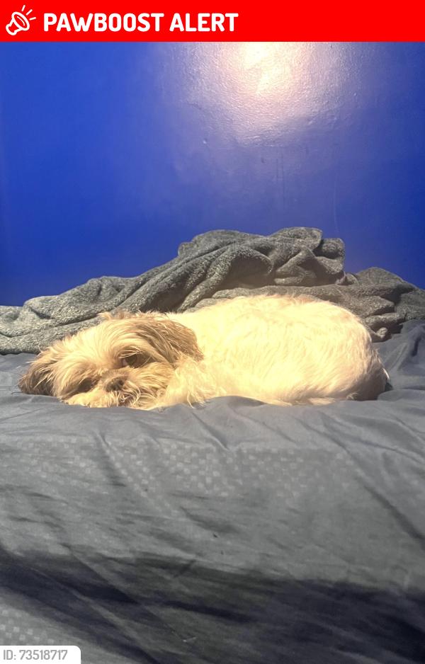 Lost Female Dog last seen Redford twp, Redford Township, MI 48239