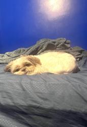 Lost Female Dog last seen Redford twp, Redford Township, MI 48239
