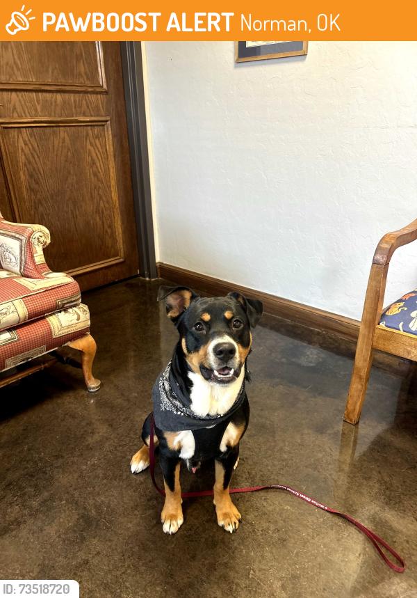 Found/Stray Male Dog last seen Mcgee and Lindsay, Norman, OK 73019