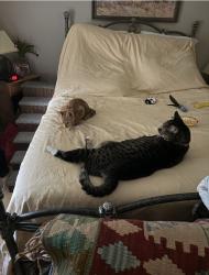 Reunited Female Cat last seen Miners Bend / Keystone Fairway Dr, Houston, TX 77095