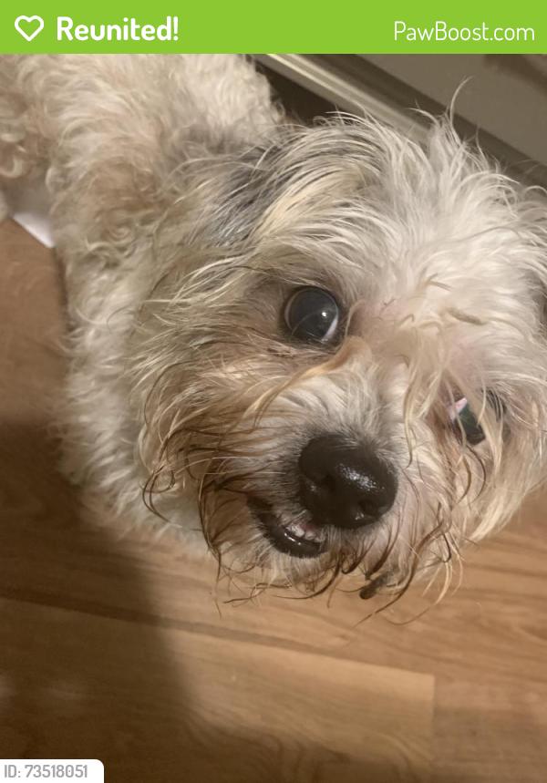 Reunited Male Dog last seen oriental Ave., Altamonte Springs, FL 32701, Altamonte Springs, FL 32701