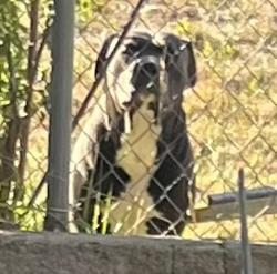 Shelter Stray Male Dog last seen NE 213th and Halsey, FAIRVIEW, OR, 97024, 1700 W Historic Columbia River Hwy, Troutdale, OR 97060, USA