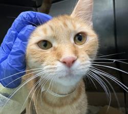 Shelter Stray Female Cat last seen Near Davidson Avenue, BRONX, NY, 10453, 326 E 110th St, New York, NY 10029, USA