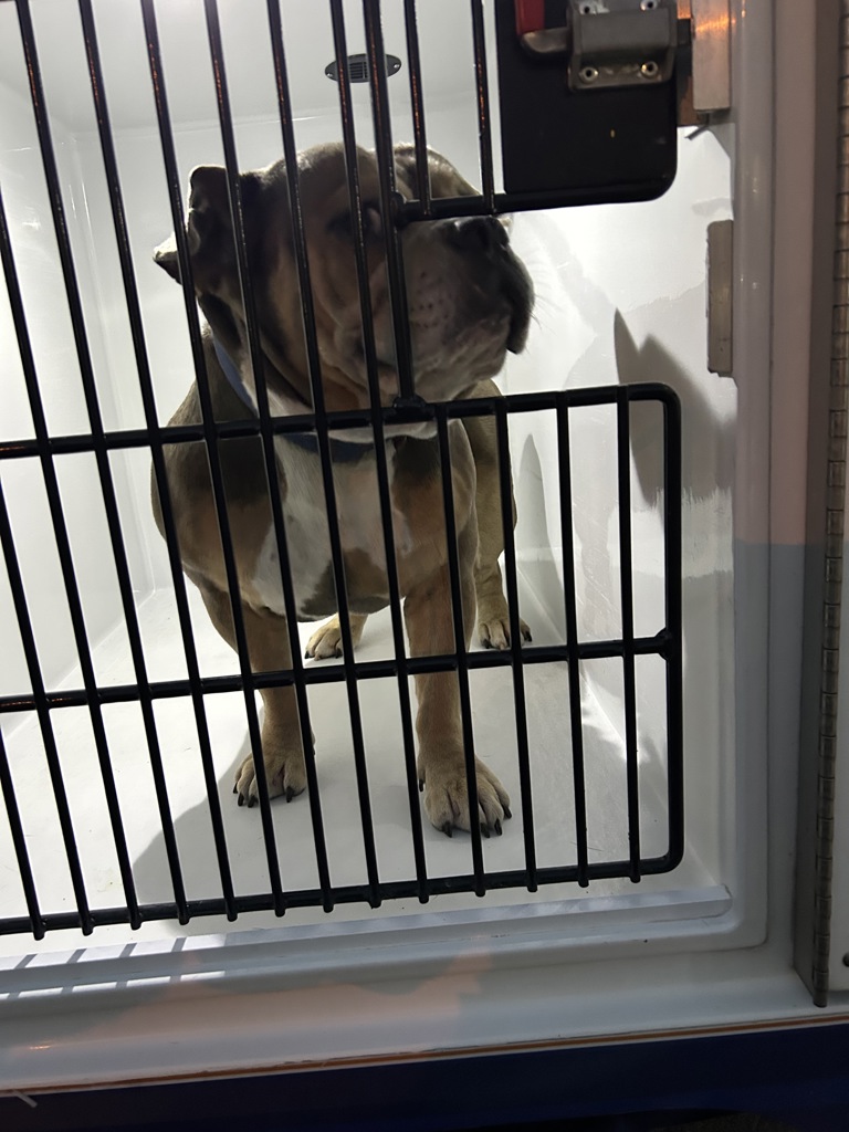 Shelter Stray Male Dog last seen Apt 235,4760 Euclid Road, VIRGINIA BEACH, VA, 23462, 341 S Birdneck Rd, Virginia Beach, VA 23451, USA
