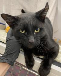 Shelter Stray Male Cat last seen Near Creston Drive, San Diego, CA, 92114, 5500 Gaines St, San Diego, CA 92110, USA