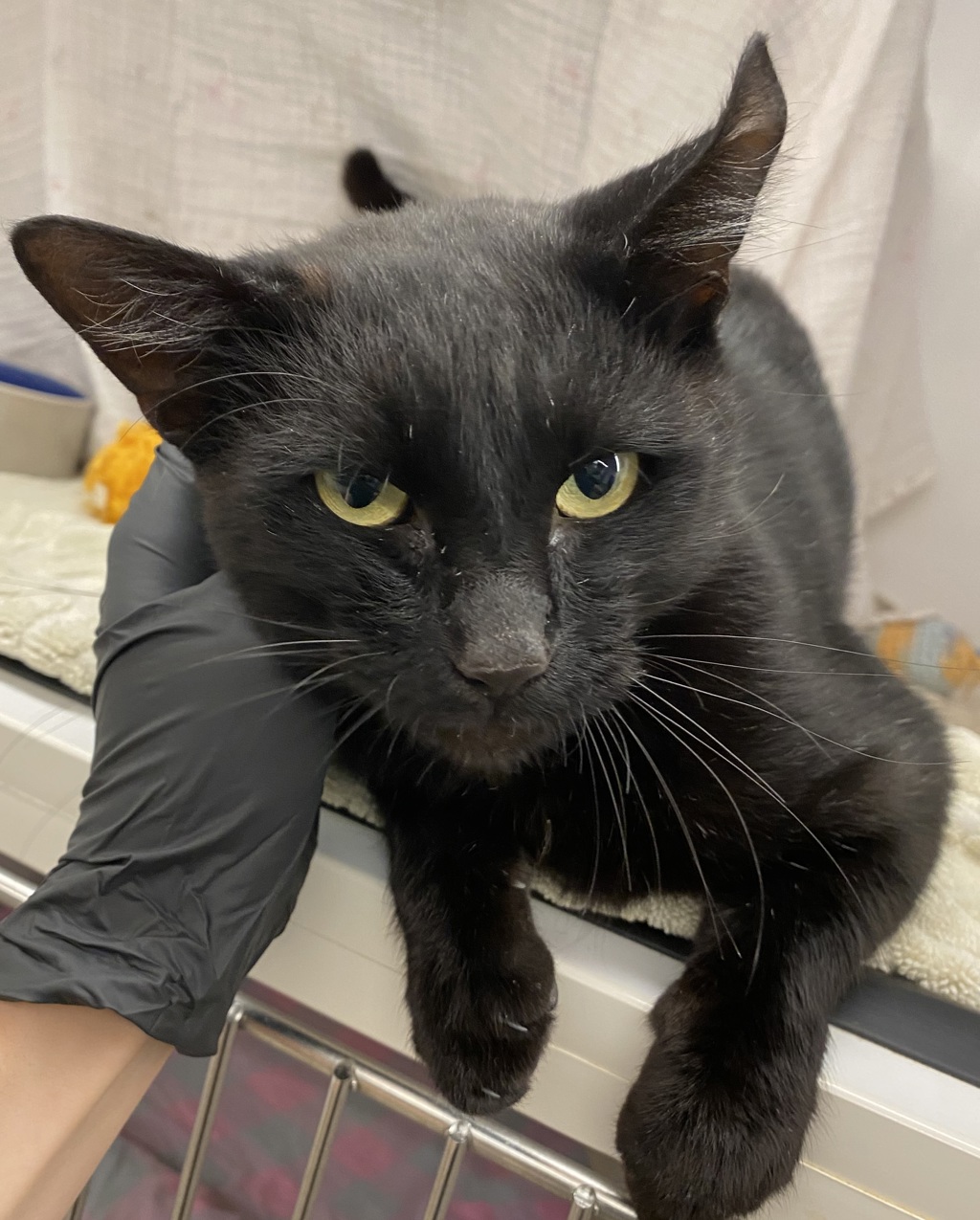 Shelter Stray Male Cat last seen Near Creston Drive, San Diego, CA, 92114, 5500 Gaines St, San Diego, CA 92110, USA