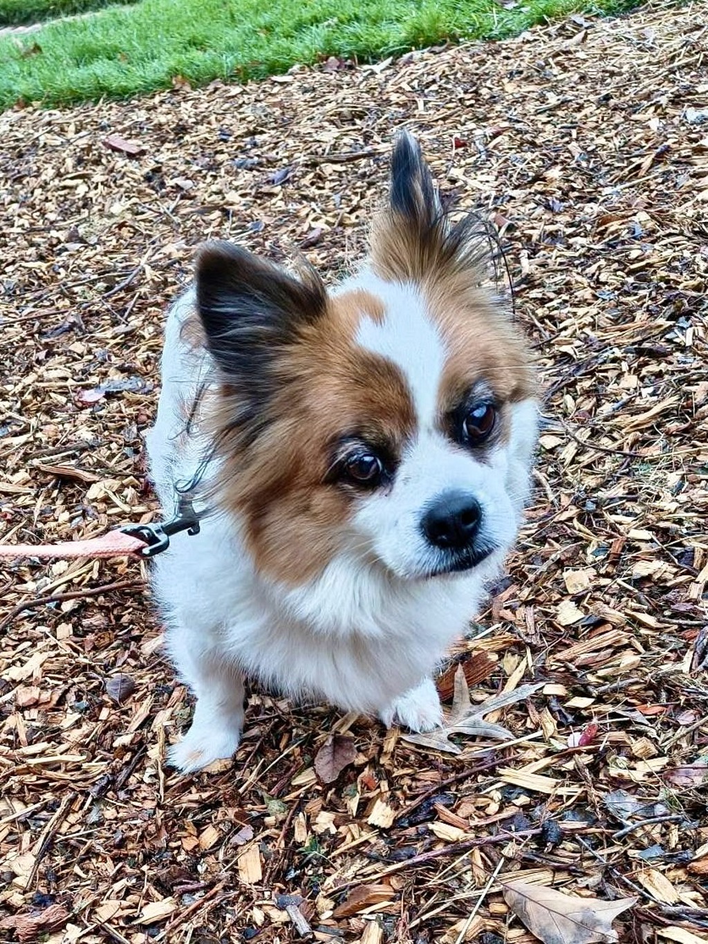 Shelter Stray Female Dog last seen MD, 411 Maxwell Frye Rd, Millersville, MD 21108, USA
