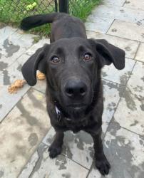 Shelter Stray Male Dog last seen Near Pindell Road, LOTHIAN, MD, 20711, 411 Maxwell Frye Rd, Millersville, MD 21108, USA