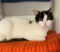 Shelter Stray Female Cat last seen Near N Torrey Pines Road, San Diego, CA, 92037, 5500 Gaines St, San Diego, CA 92110, USA