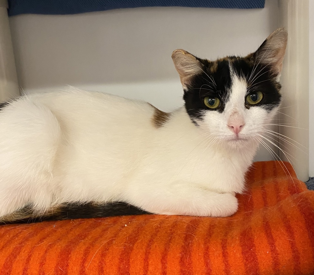 Shelter Stray Female Cat last seen Near N Torrey Pines Road, San Diego, CA, 92037, 5500 Gaines St, San Diego, CA 92110, USA