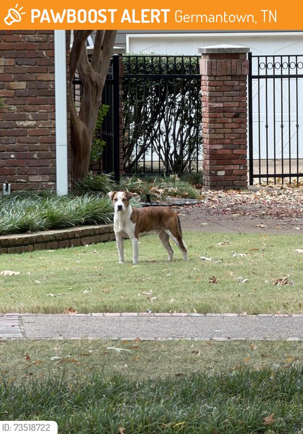 Found/Stray Male Dog last seen Jenna Road, Germantown, TN 38138