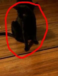 Reunited Male Cat last seen Nancy Drive Northwest, Shenandoah Avenue Northwest, Roanoke, VA 24017