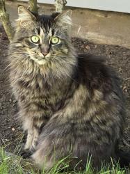 Reunited Female Cat last seen NE SENATE & NE 37TH, Portland, OR 97212