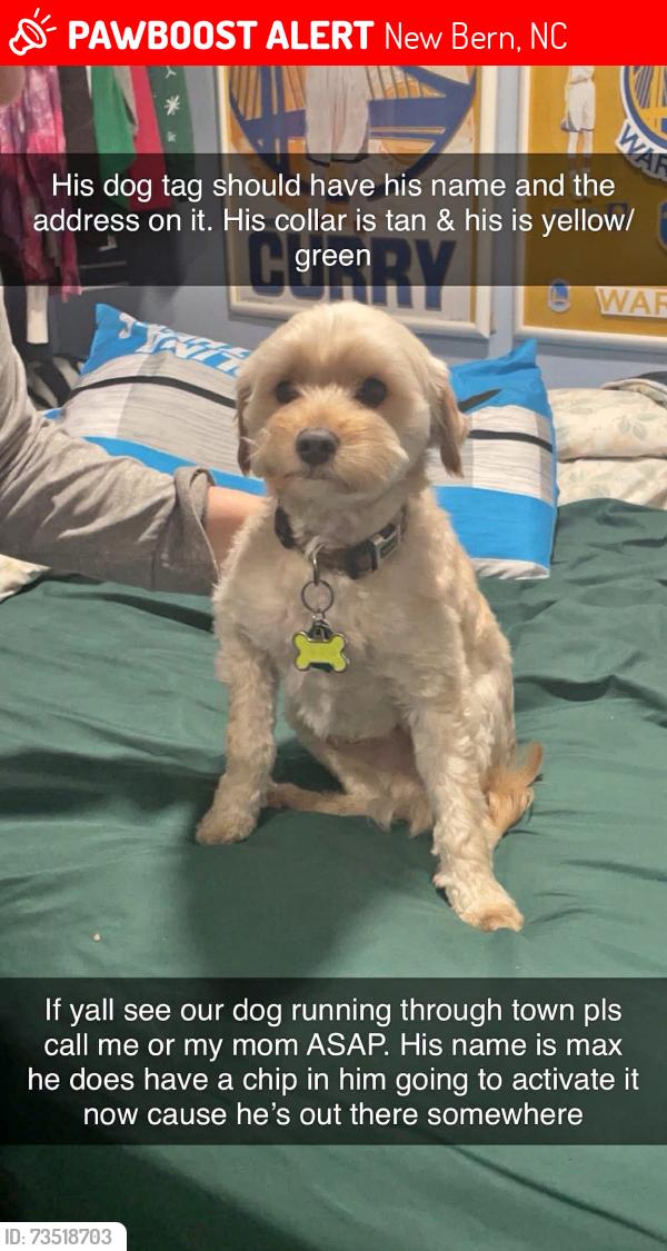 Lost Male Dog last seen Hwy 70 W, New Bern, NC 28560