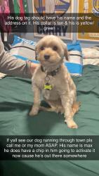 Lost Male Dog last seen Hwy 70 W, New Bern, NC 28560