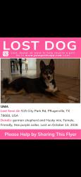 Lost Female Dog last seen Pfluger Park, Pflugerville, TX 78660