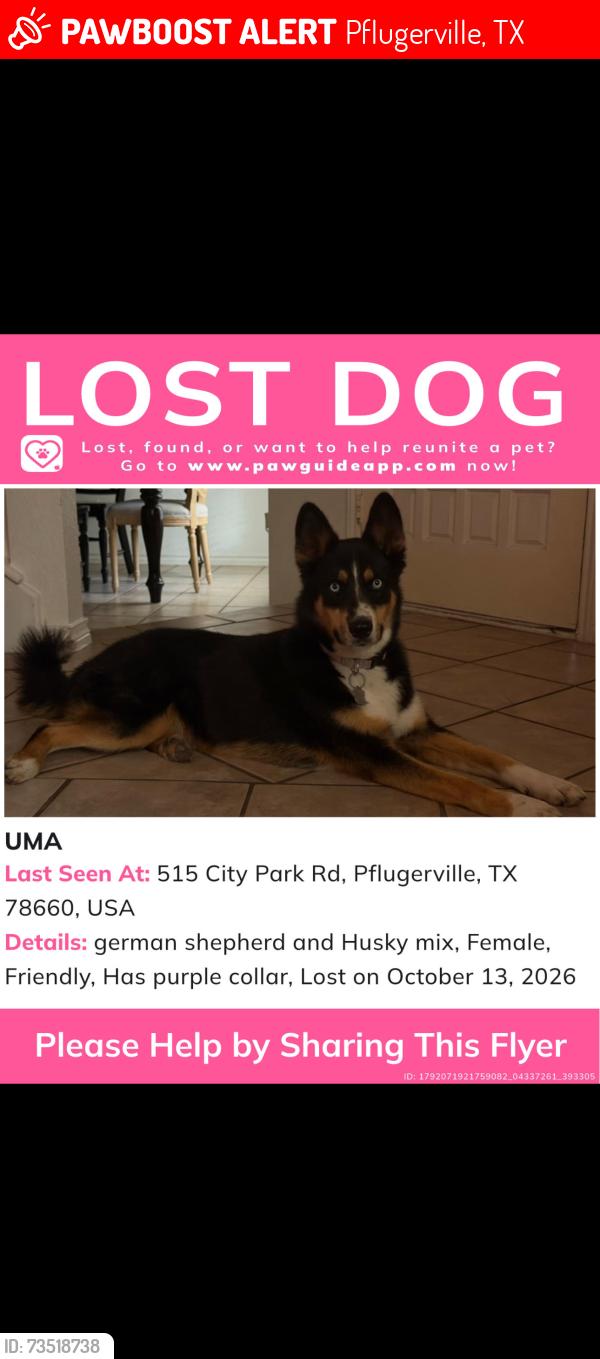 Lost Female Dog last seen Pfluger Park, Pflugerville, TX 78660