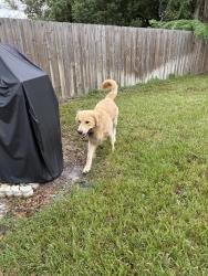 Found/Stray Unknown Dog last seen Ronald Reagan Blvd & Sunland Dr, Sanford, FL 32773